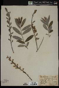 Salix petiolaris image