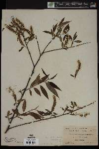 Salix amygdaloides image