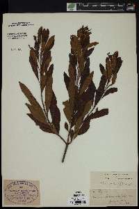 Myrica cerifera image