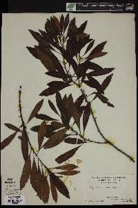 Myrica cerifera image