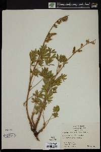 Lupinus lemmonii image