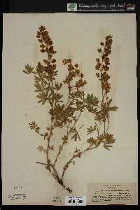 Lupinus lilacinus image