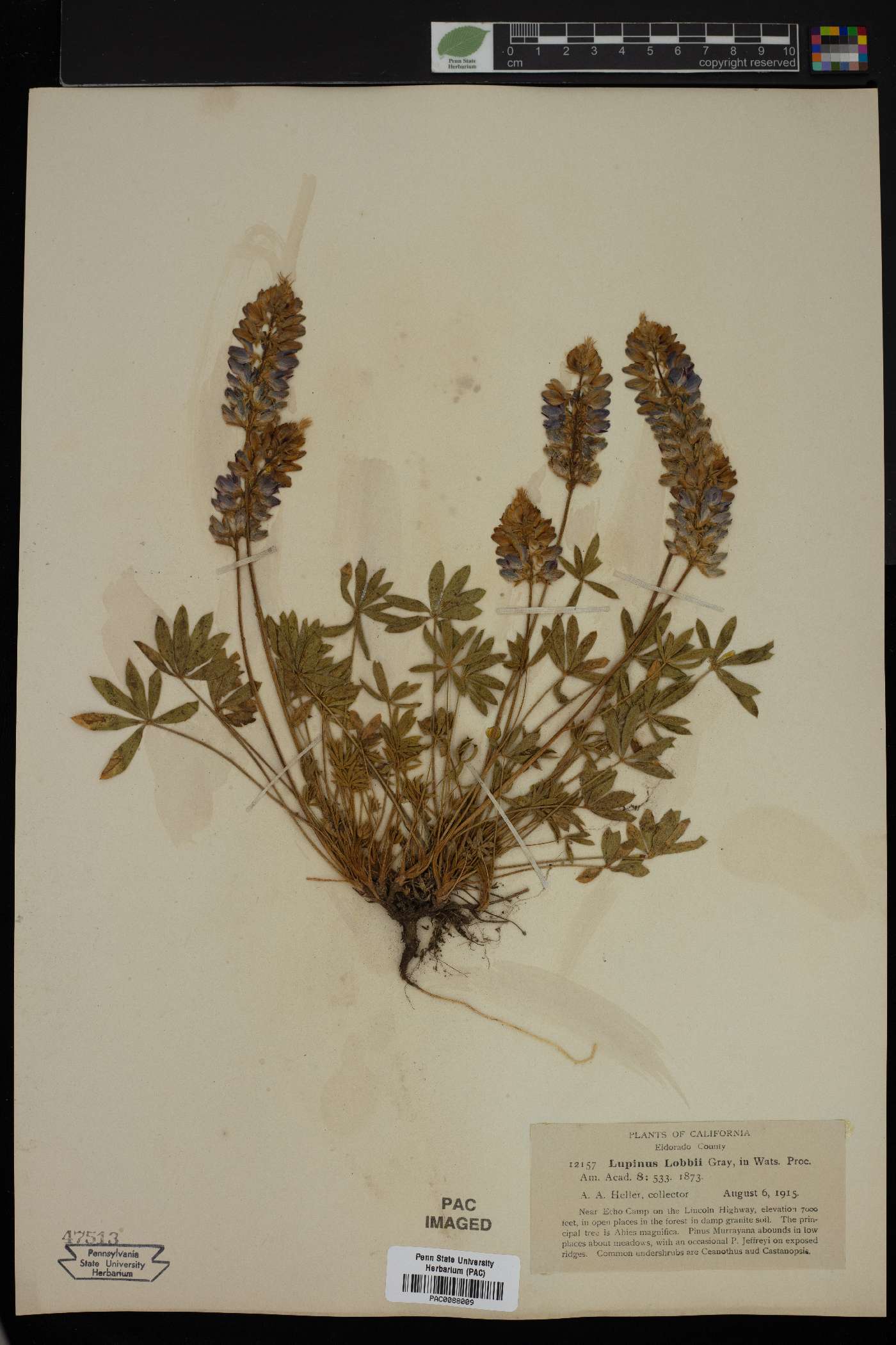 Lupinus lobbii image