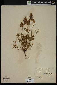 Lupinus lobbii image