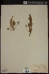 Lupinus minimus image
