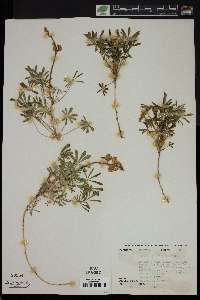 Lupinus nuttallii image