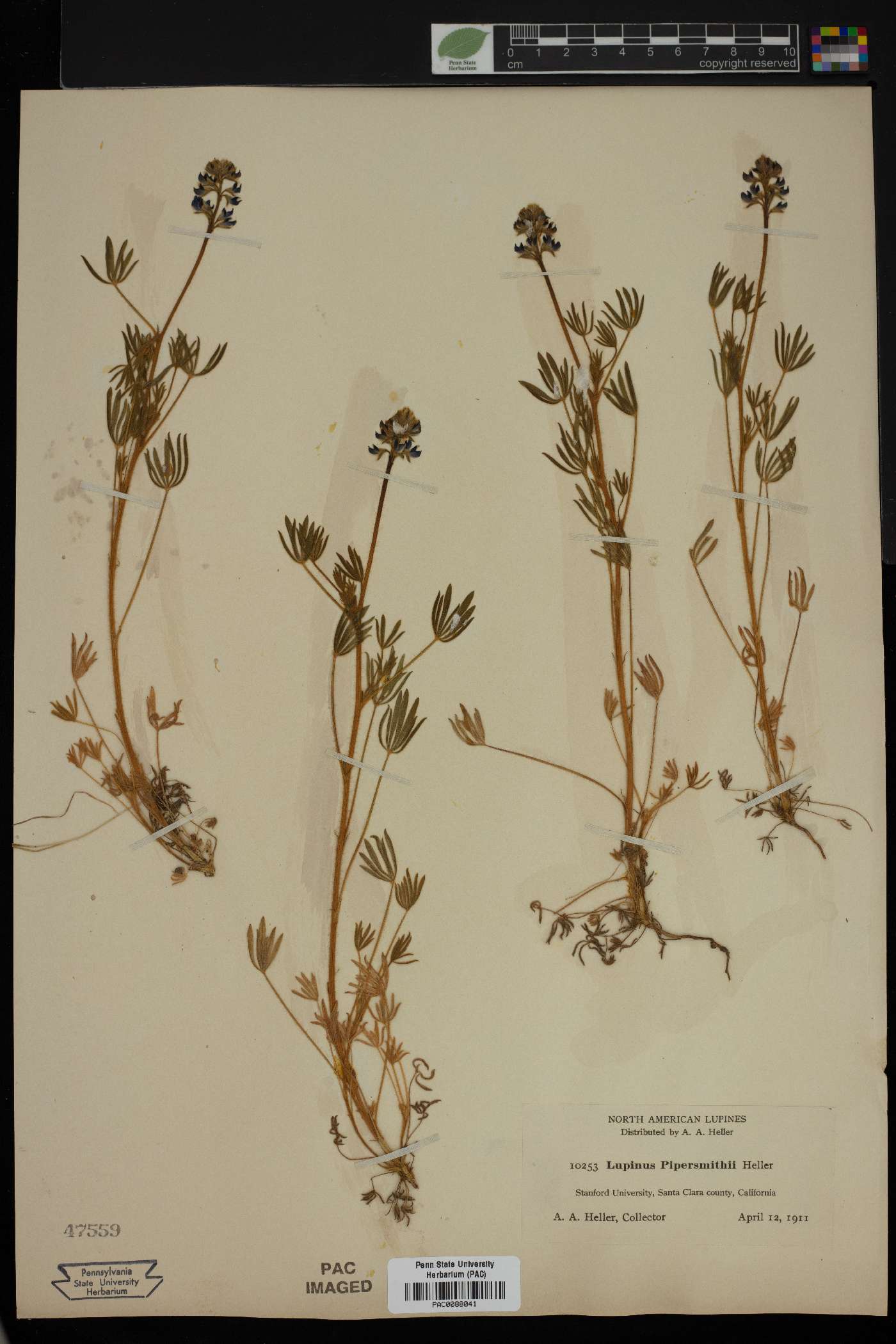 Lupinus bicolor subsp. pipersmithii image