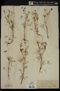 Lupinus quercetorum image