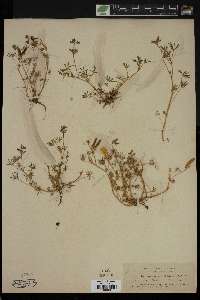 Lupinus quercetorum image