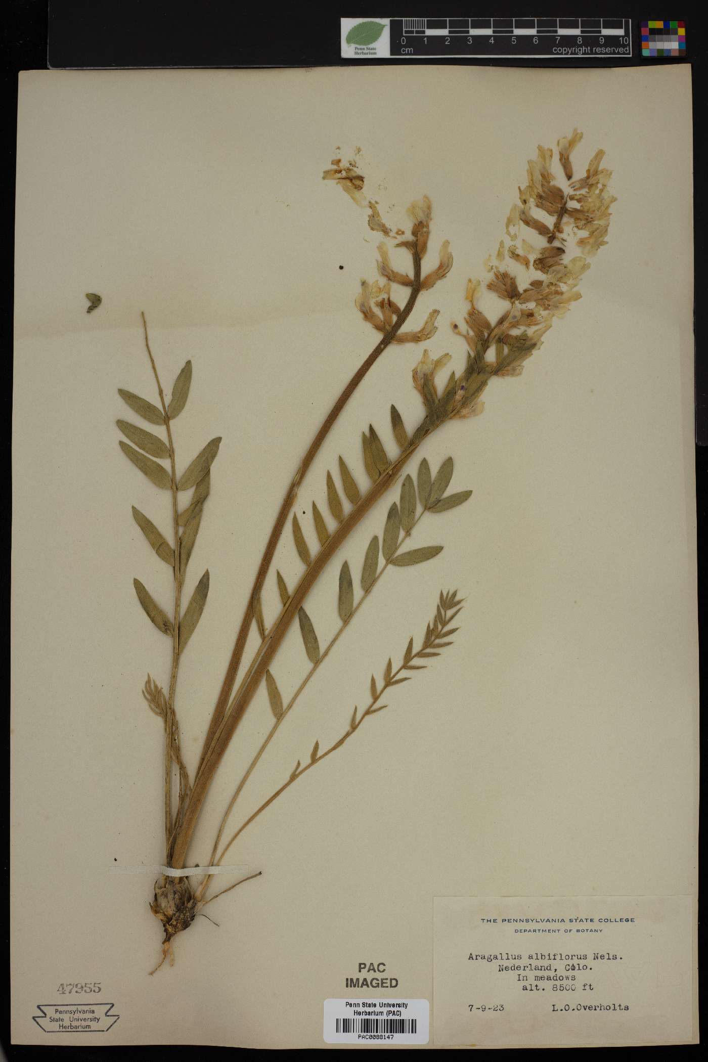 Aragallus albiflorus image