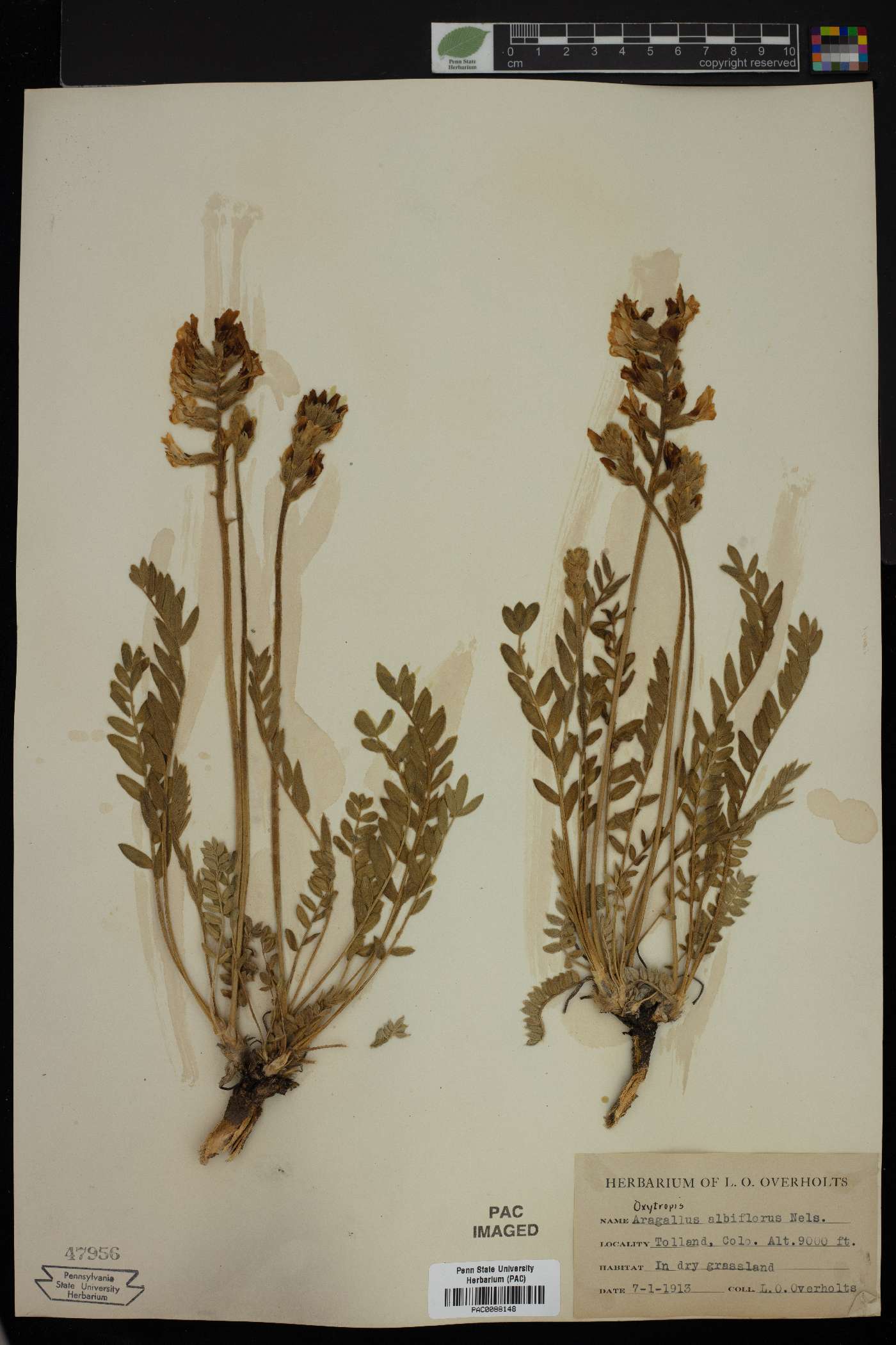 Oxytropis albiflora image