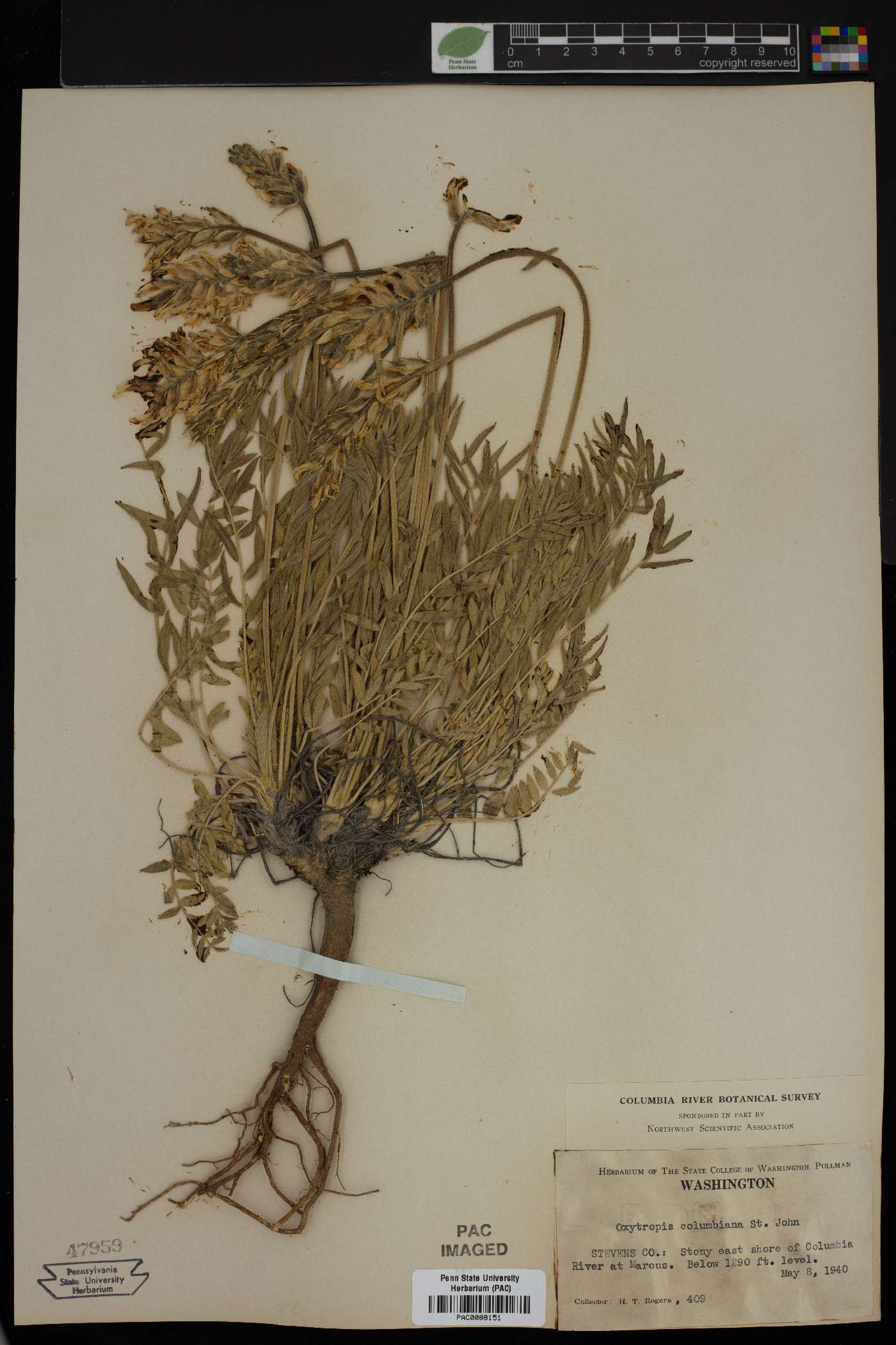 Oxytropis columbiana image
