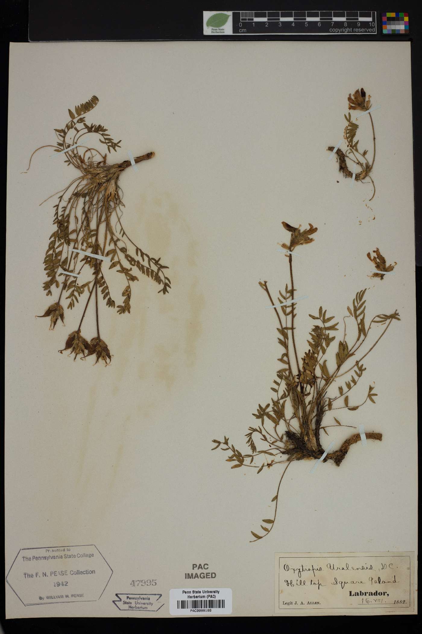 Oxytropis uralensis image