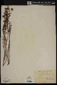 Dalea feayi image