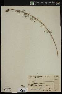 Kuhnistera purpurea image
