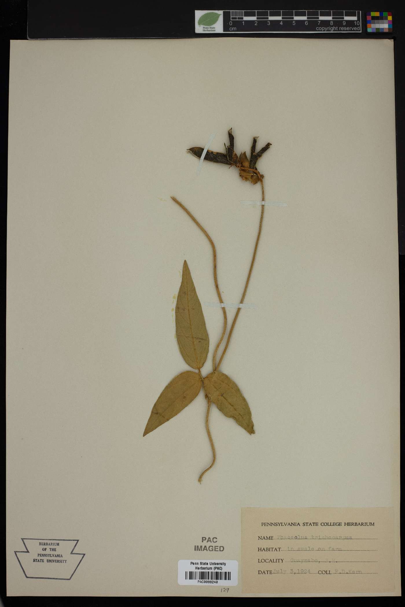 Phaseolus trichocarpus image
