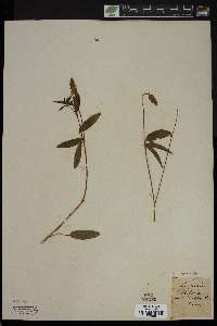 Psoralea melilotoides image