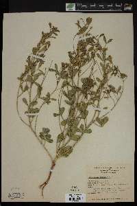 Psoralea purshii image