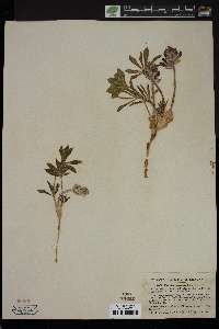Psoralea subacaulis image