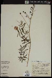 Schrankia hystricina image