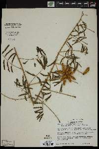 Schrankia hystricina image