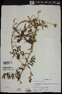 Schrankia hystricina image