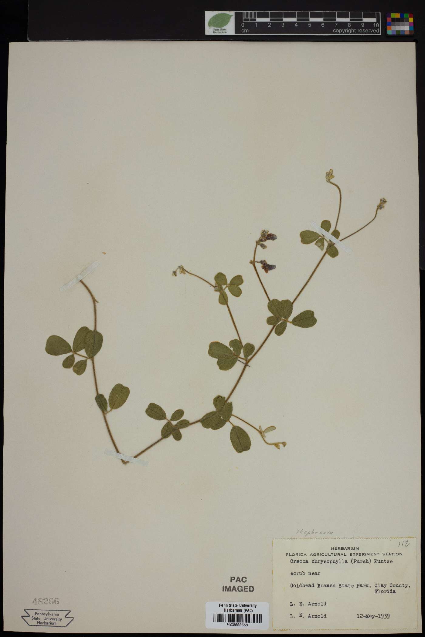 Cracca chrysophylla image