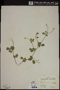 Cracca chrysophylla image