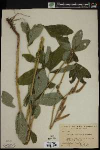 Thermopsis caroliniana image