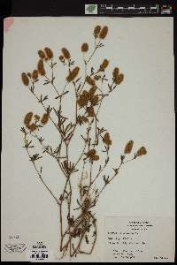 Trifolium arvense image