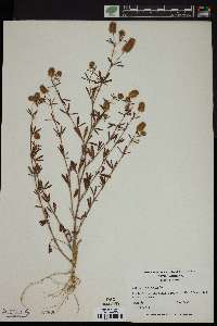 Trifolium arvense image