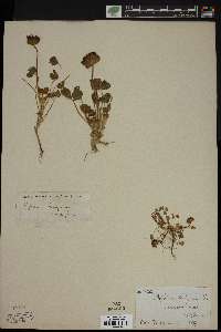 Trifolium barbigerum image