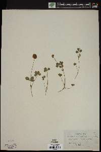 Trifolium carolinianum image