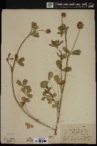 Trifolium ciliatum image