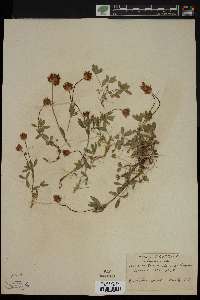 Trifolium hanseni image