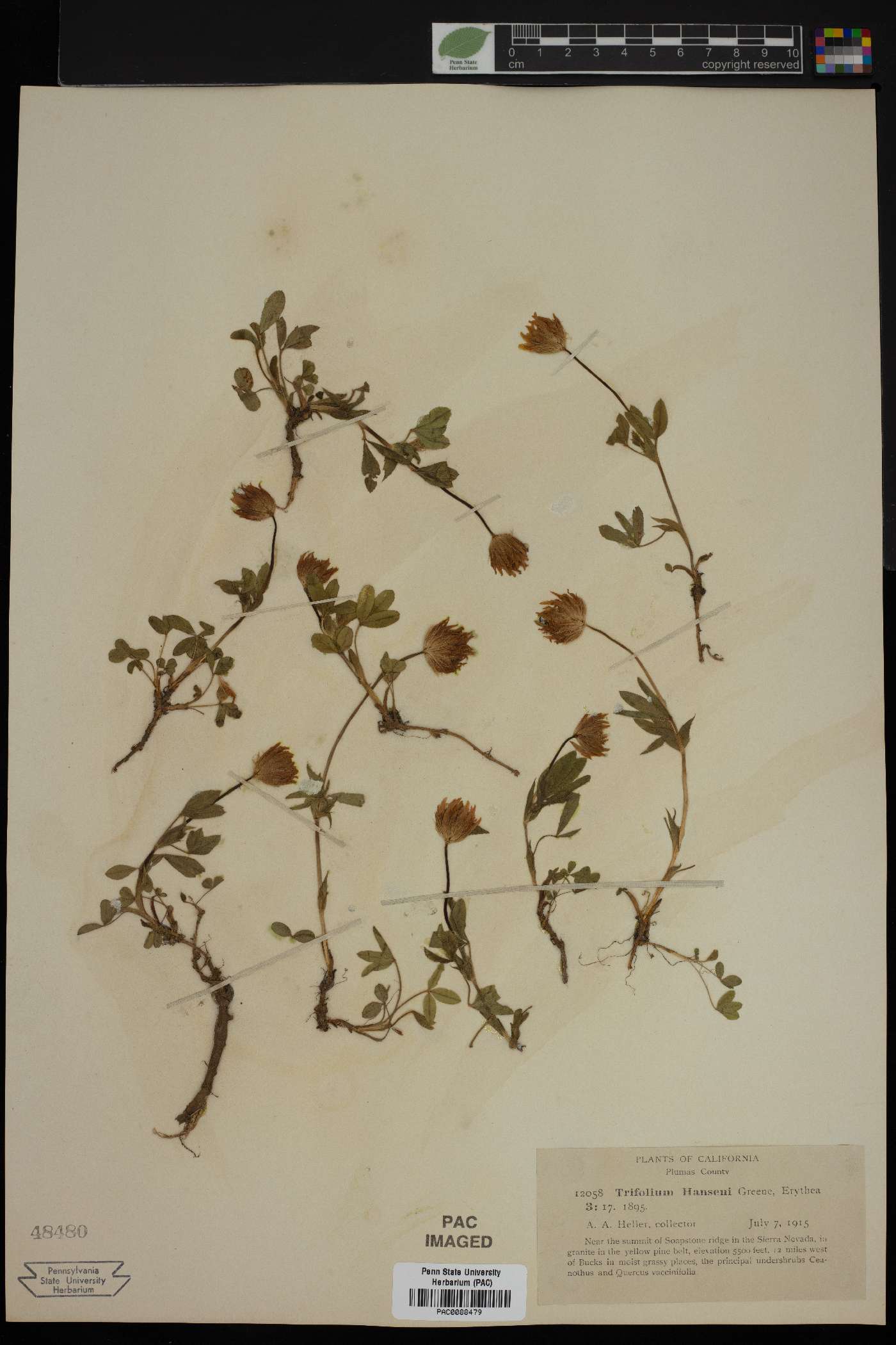 Trifolium hanseni image