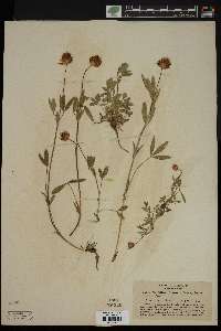 Trifolium hanseni image
