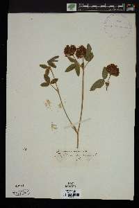 Trifolium medium image