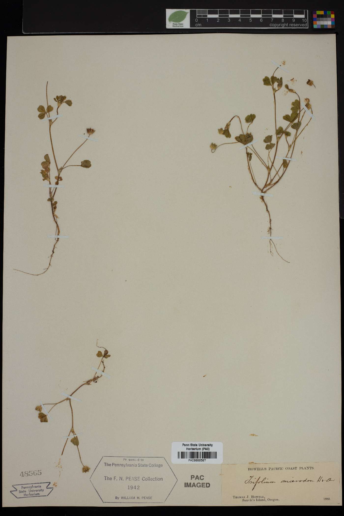 Trifolium microdon image