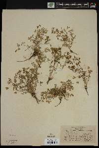 Trifolium multicaule image