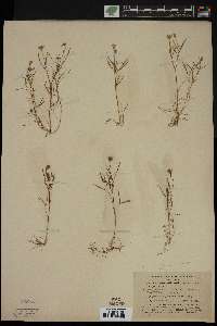 Trifolium parviflorum image