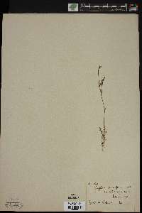 Trifolium pauciflorum image
