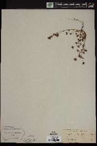 Trifolium pauciflorum image
