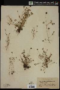 Trifolium phaeocephalum image