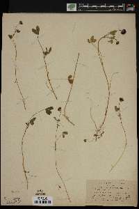 Trifolium phaeocephalum image