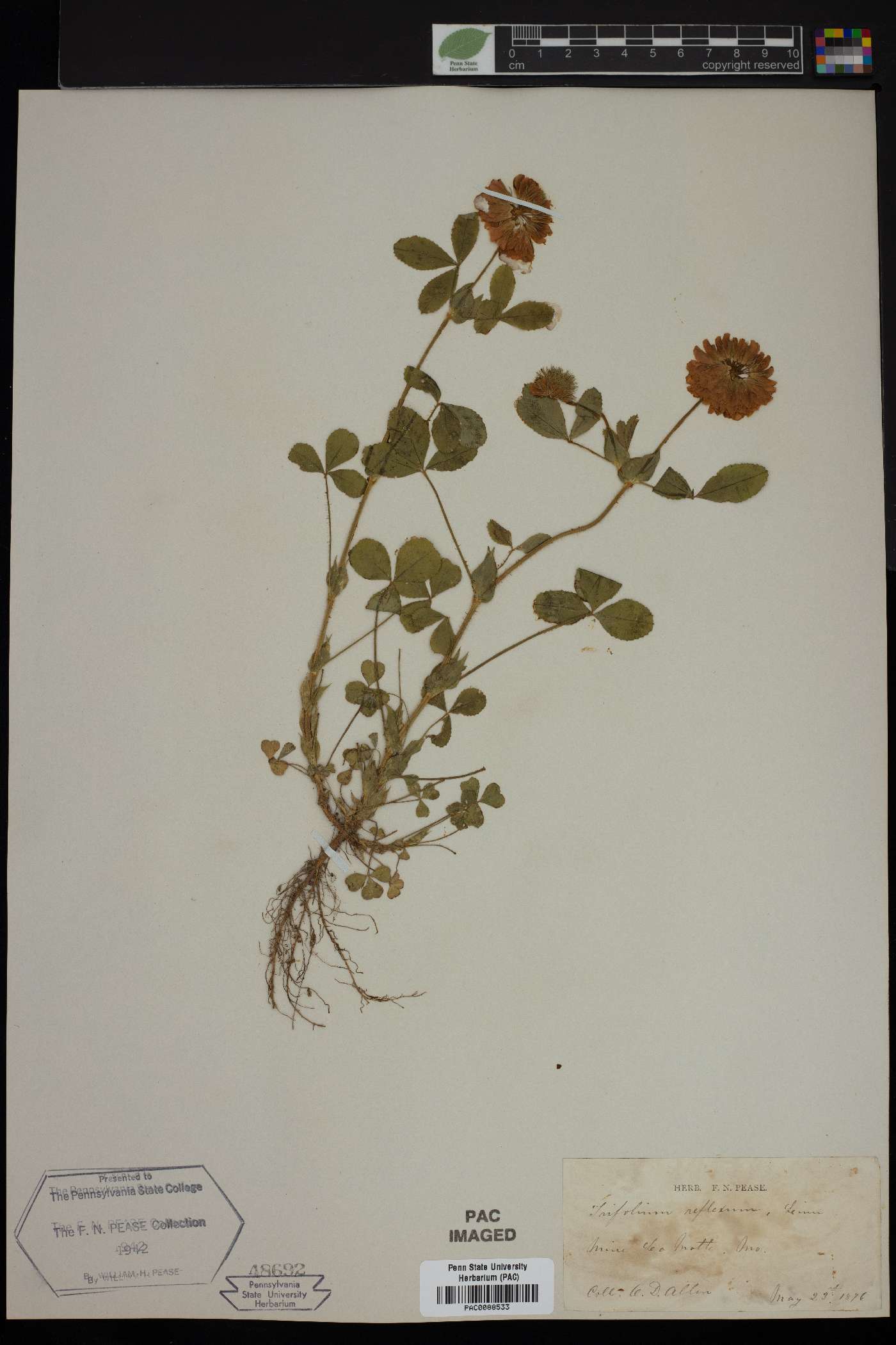 Trifolium reflexum image