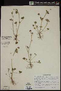 Trifolium resupinatum image