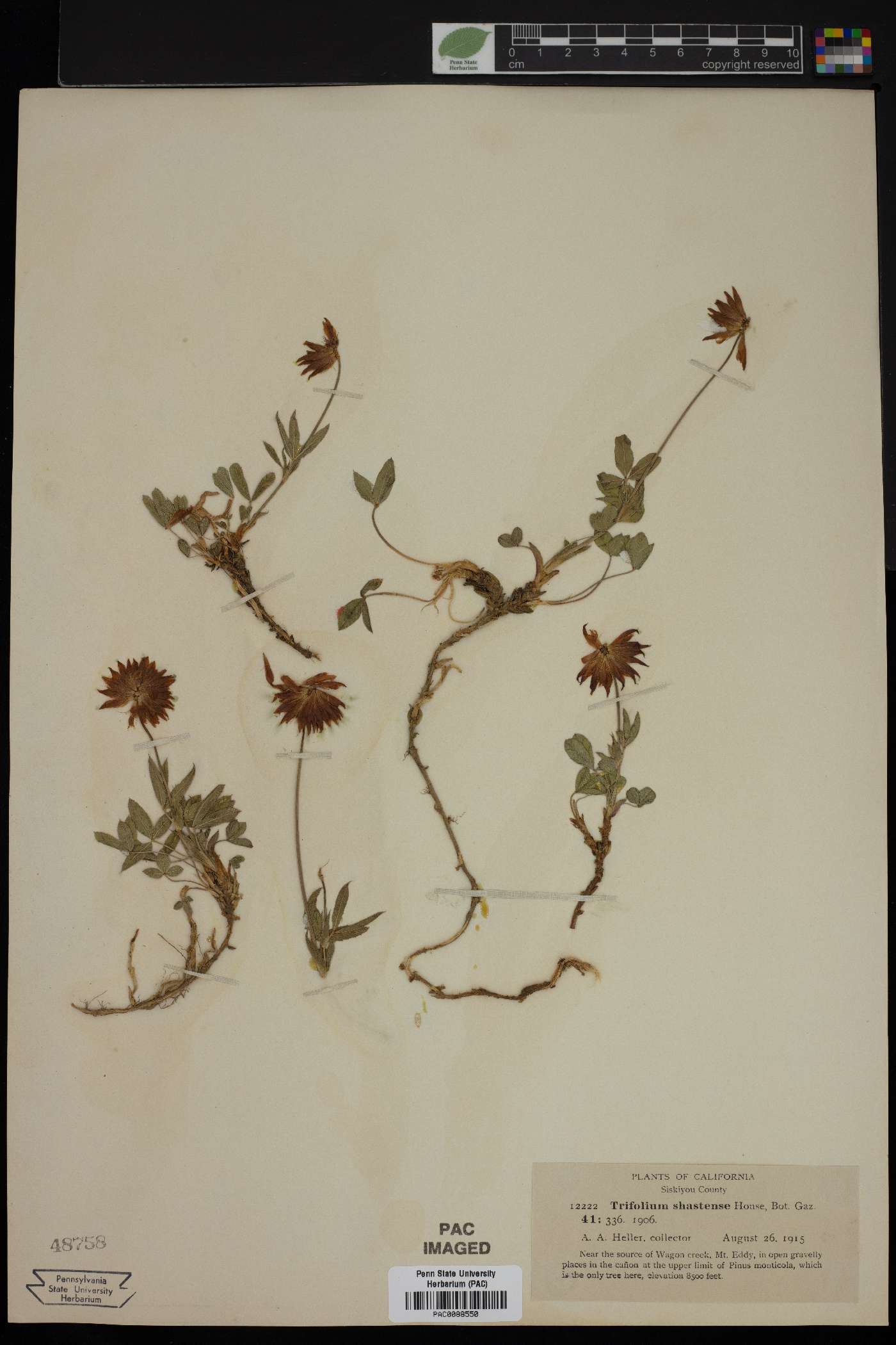 Trifolium shastense image