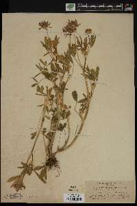 Trifolium watsonii image