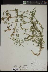 Vicia ludoviciana image